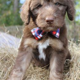 Aussiedoodle Puppies from Gore Doodle Ranch