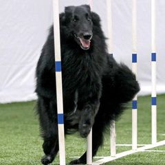 Belgian Sheepdogs from Bayview Belgians