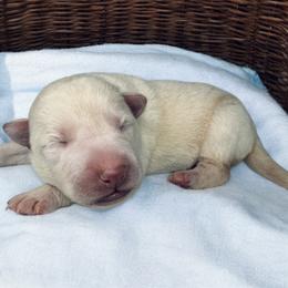 White Male - White male German Shepherd puppy in Lebanon County, Pennsylvania from Regalimage