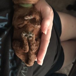 Cavapoo Puppies from Cuddly Cavapoos Texas