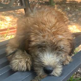 Zeke - Wheaten male Soft Coated Wheaten Terrier puppy in Gladewater, Texas from Felicias Swheaties
