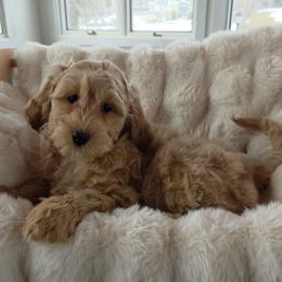 Pink Slush - Apricot female Goldendoodle puppy in North Royalton, Ohio from Johnson's Doodles