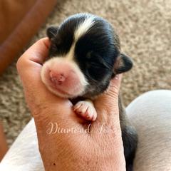 Victoria - Black and tan female Pembroke Welsh Corgi puppy in Weston, Idaho from Diamond Fox Corgis