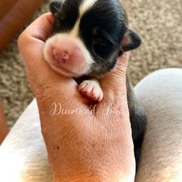 Victoria - Black and tan female Pembroke Welsh Corgi puppy in Weston, Idaho from Diamond Fox Corgis