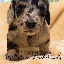 Dachshund Puppies from B+B Miniature Dachshunds
