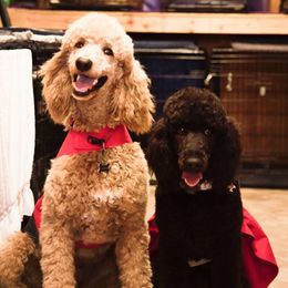 Poodles from Betty’s poodles