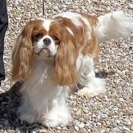 Bentley - Cavalier King Charles Spaniel