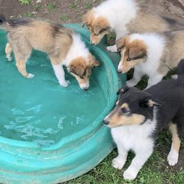 Collies from Zakrzewski's Collies