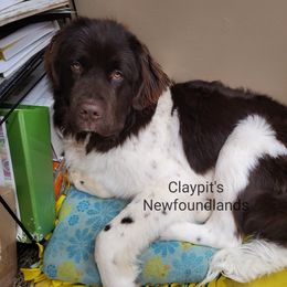 Maizie - Newfoundland