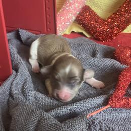 Dallas - Cream male Dachshund puppy in Sharon Springs, New York from Show Us The Way Homestead