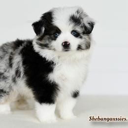 Prada - Blue merle female Toy Australian Shepherd puppy in Ellsinore, Missouri from Shebang Aussies