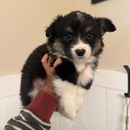 Cove- fluffy coat male - Black and tan male Pembroke Welsh Corgi puppy in Red Bluff, California from Wilder Ranch Corgis