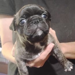 Pickme - Brindle male Companion Cross puppy in Sulligent, Alabama from Easter Bostons,Pugs & Buggs