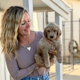 Prince Neveen - Brown male Bernedoodle puppy in Yuba City, California from Ranch House Doodles