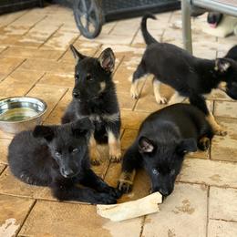 German Shepherd Puppies from Scenic Creek German Shepherds