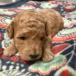Female 1 - Buff female Cockapoo puppy in Dahlonega, Georgia from Loveable Cockapoos