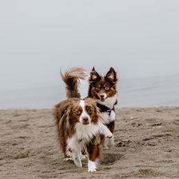 Australian Shepherd, Miniature American Shepherd, and Miniature Australian Shepherd All Grown Up from Spirited Aussies