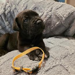 Yellow Collar Girl - Black female Cane Corso puppy in Pylesville, Maryland from Safe Haven Cane Corso
