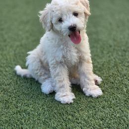 Asher - Apricot male Goldendoodle puppy in Leander, Texas from Doodle Doula