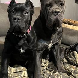 Cane Corso Puppies from Ridge Top Cane Corso