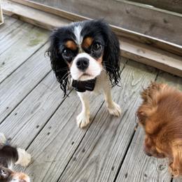 Cavalier King Charles Spaniel Puppies from Dandelions and Kings