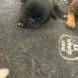 Bandit - Black and white male Shih Tzu puppy in Reddell, Louisiana from TINYSHIHTZUFURU