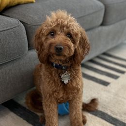 Ladybug - Goldendoodle