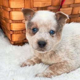 GARLAND, rare sable slate blue eyes male - Red speckled male Australian Cattle Dog puppy in Kalispell, Montana from BTR Australian Cattle Dogs