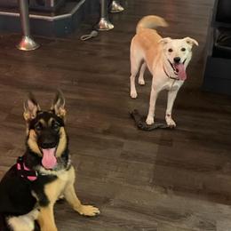 German Shepherd Puppies from Sandy’s Shepherds