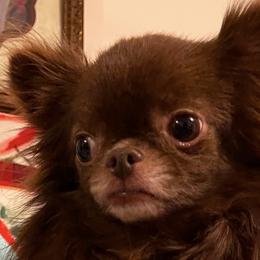 Chihuahuas, Poodles, and Yorkshire Terriers from Rosa's Chihuahuas