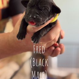 Fred - Black male Great Dane puppy in Lawrenceburg, Indiana from Jordan Giants