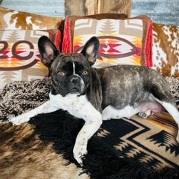 Queenie - French Bulldog