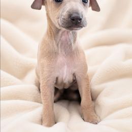 Luke - Blue fawn male Italian Greyhound puppy in Jacksonville, Alabama from Adornare Kennels