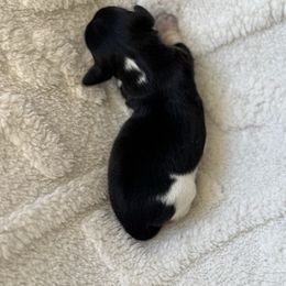Benny - Piebald male Dachshund puppy in Mooresboro, North Carolina from Walker Family Pups