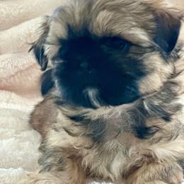 Ziggy - Sable male Shih Tzu puppy in Kettering, Ohio from LaDawn’s Little Lions