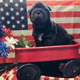 Chinese Shar-Pei Puppies from Zoey's Waggly Tails