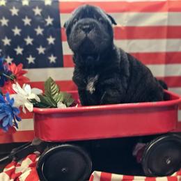 Chinese Shar-Pei Puppies from Zoey's Waggly Tails
