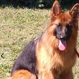 Rozie - German Shepherd