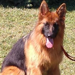 Rozie - German Shepherd