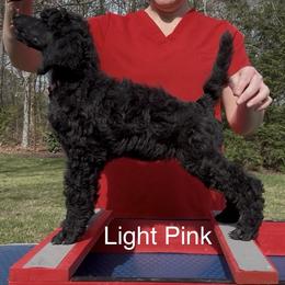 Light Pink Girl - Blue female Poodle puppy in Tullahoma, Tennessee from Urban Hero Poodles