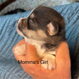Pretty Precious Momma's Girl - Black and tan female Pembroke Welsh Corgi puppy in Blaine, Tennessee from Rose Brier Pembroke Welsh Corgis