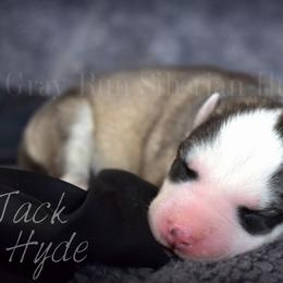 Jack Hyde - Gray and white male Siberian Husky puppy in Addison, Michigan from Gray Run Siberian Huskies