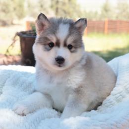Monarch - Sable and white female Siberian Husky puppy in Bly, Oregon from Hill Top Huskies
