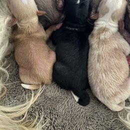 Chinese Crested puppies from SoCal Chinese Crested