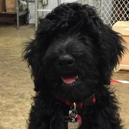 Goldendoodle and Golden Retriever All Grown Up from Milligan Valley