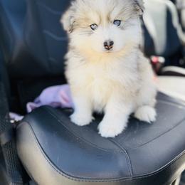 Ruvi - Silver and white male Pomsky puppy in Yavapai County, Arizona from Pawsh Pomskies