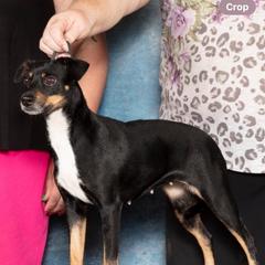 Chaos - American Hairless Terrier