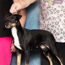 Chaos - American Hairless Terrier