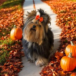 Stanky man - Black and gold male Yorkshire Terrier puppy in Kendallville, Indiana from Yorkies Kisses
