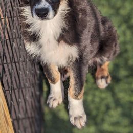 Captain - Black tri-color Australian Shepherd puppy in Grand Island, Nebraska from Heaven Scent Aussies